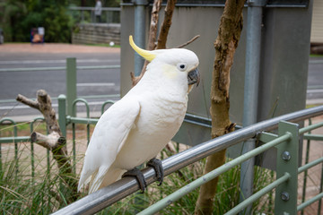 portrait of an white parrot