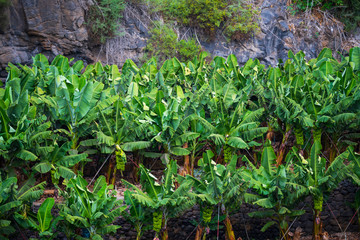 Bananenplantage auf La Palma
