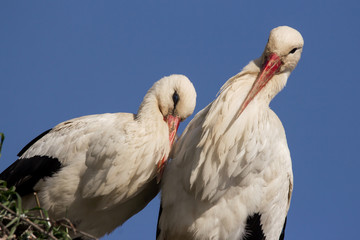 White stork (Ciconia ciconia) male and female breeding couple in the nest, early spring storks prepairing for breeding season