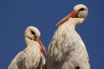 White stork (Ciconia ciconia) male and female breeding couple in the nest, early spring storks prepairing for breeding season