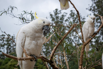 bird on a branch