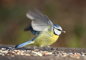 Meise,vogel,füttern,park,garten,