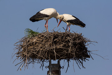 White stork (Ciconia ciconia) male and female breeding couple in the nest, early spring storks prepairing for breeding season