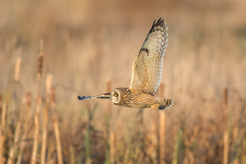 Short-Eared Owl Flying