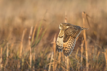 Short-Eared Owl Flying