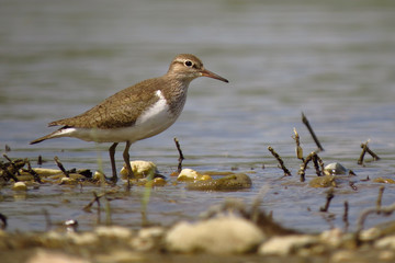 Common sandpiper (Actitis hypoleucos), documentary photo of wader bird in natural habitat searching for food in shallow water at the river Drava shore