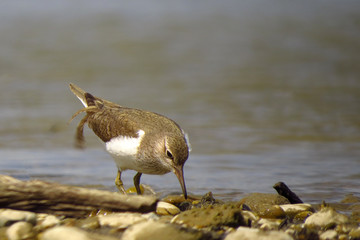 Common sandpiper (Actitis hypoleucos), documentary photo of wader bird in natural habitat searching for food in shallow water at the river Drava shore