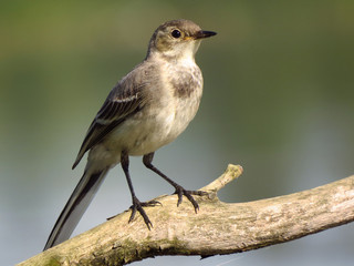 White wagtail (Motacilla alba) a small passerine bird in the family Motacillidae, pipits and...
