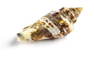 Macro photography natural organic color seashell on white background with blank space for text. Soft focus
