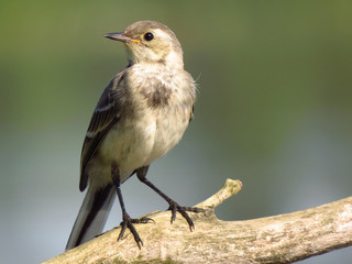 White wagtail (Motacilla alba) a small passerine bird in the family Motacillidae, pipits and longclaws. Pied wagtail or water wagtail, insectivorous bird of open country near habitation and water, gre