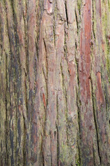 Bark texture