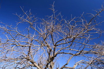 早春の青空と柿の木の枯れ木