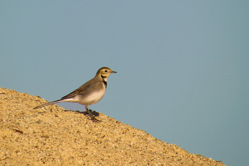 White wagtail (Motacilla alba) a small passerine bird in the family Motacillidae, pipits and longclaws. Pied wagtail or water wagtail, insectivorous bird of open country near habitation and water, gre