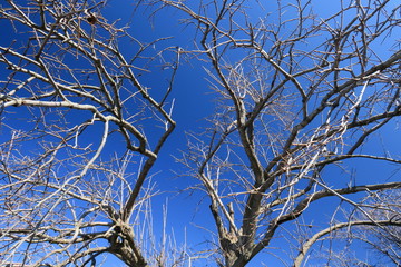 早春の青空と柿の木の枯れ木