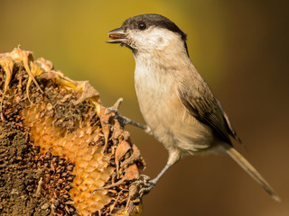 Marsh tit (Poecile palustris) is a passerine bird in the tit family Paridae and genus Poecile, black crown and nape, pale cheeks, brown back and greyish-brown wings and tail, Paridae