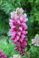 Pink flower stalk
