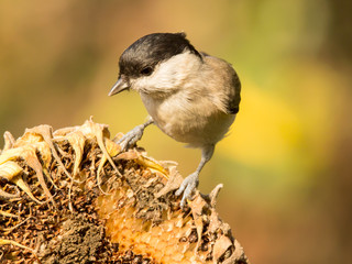 Marsh tit (Poecile palustris) is a passerine bird in the tit family Paridae and genus Poecile, black crown and nape, pale cheeks, brown back and greyish-brown wings and tail, Paridae