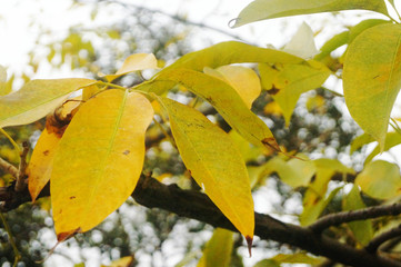 Obraz premium Yellow leaves