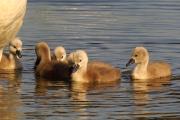 Mute swan juvenile chicks (Cygnus olor) eurasian species of red billed swan in waterfowl family Anatidae, Anseriformes, documentary photo of mute swan in natural habitat at Drava river shore