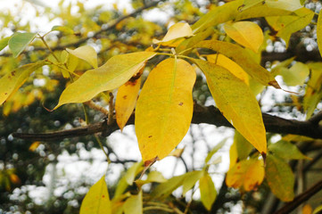 Yellow leaves