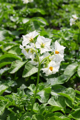 Blooming potato Bush in the middle of a field on a Sunny day