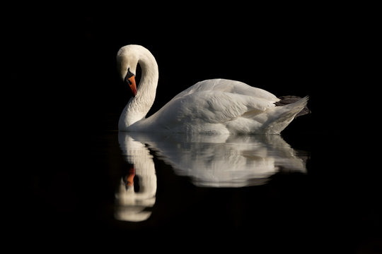 Mute swan (Cygnus olor) eurasian species of red billed swan in waterfowl family Anatidae, Anseriformes, documentary photo of mute swan in natural habitat at Drava river shore