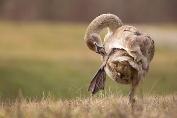 Mute swan (Cygnus olor) eurasian species of red billed swan in waterfowl family Anatidae, Anseriformes, documentary photo of mute swan in natural habitat at Drava river shore