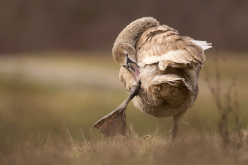 Mute swan (Cygnus olor) eurasian species of red billed swan in waterfowl family Anatidae, Anseriformes, documentary photo of mute swan in natural habitat at Drava river shore