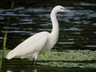 Little egret (Egretta garzetta), small white heron in the family Ardeidae, white egret with a black beak, long black legs and yellow feet, aquatic bird in natural habitat
