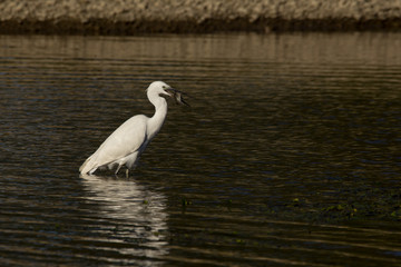 Fototapeta premium Little egret (Egretta garzetta), small white heron in the family Ardeidae, white egret with a black beak, long black legs and yellow feet, aquatic bird in natural habitat