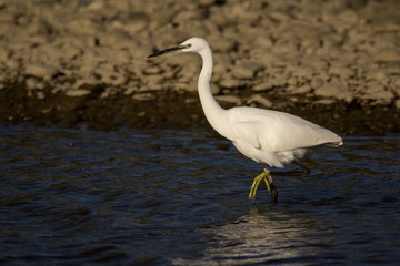 Little egret (Egretta garzetta), small white heron in the family Ardeidae, white egret with a black beak, long black legs and yellow feet, aquatic bird in natural habitat