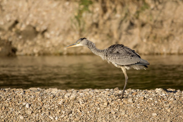 Grey heron (Ardea cinerea) a long-legged predatory wading bird of the heron family, Ardeidae, native in Europe and Asia, common waterbird