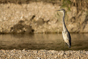 Grey heron (Ardea cinerea) a long-legged predatory wading bird of the heron family, Ardeidae, native in Europe and Asia, common waterbird