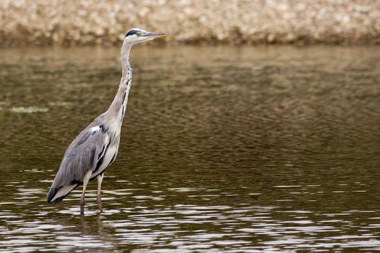 Grey heron (Ardea cinerea) a long-legged predatory wading bird of the heron family, Ardeidae, native in Europe and Asia, common waterbird