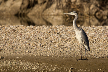 Grey heron (Ardea cinerea) a long-legged predatory wading bird of the heron family, Ardeidae, native in Europe and Asia, common waterbird