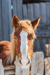 Portrait of young beautiful red horse with long mane 