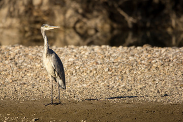 Grey heron (Ardea cinerea) a long-legged predatory wading bird of the heron family, Ardeidae, native in Europe and Asia, common waterbird