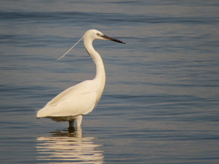 Little egret (Egretta garzetta), small white heron in the family Ardeidae, white egret with a black beak, long black legs and yellow feet, aquatic bird in natural habitat
