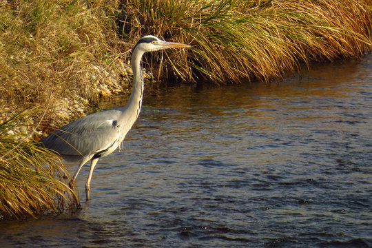 Grey heron (Ardea cinerea) a long-legged predatory wading bird of the heron family, Ardeidae, native in Europe and Asia, common waterbird