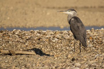 Grey heron (Ardea cinerea) a long-legged predatory wading bird of the heron family, Ardeidae, native in Europe and Asia, common waterbird