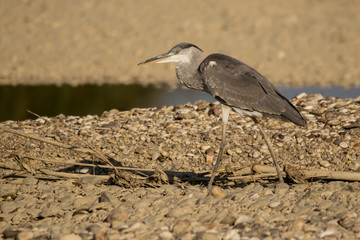 Grey heron (Ardea cinerea) a long-legged predatory wading bird of the heron family, Ardeidae, native in Europe and Asia, common waterbird