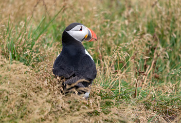 The Atlantic puffin, also known as the common puffin
