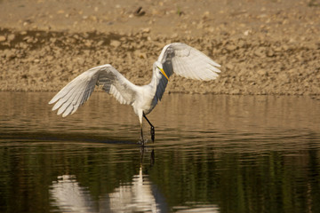 Great egret (Ardea alba) or common egret, large white heron, documentary photo of large waterbird with white plumage, yellow beak and black legs in natural habitat