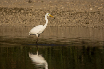Great egret (Ardea alba) or common egret, large white heron, documentary photo of large waterbird with white plumage, yellow beak and black legs in natural habitat