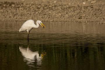 Great egret (Ardea alba) or common egret, large white heron, documentary photo of large waterbird with white plumage, yellow beak and black legs in natural habitat