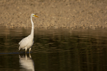 Great egret (Ardea alba) or common egret, large white heron, documentary photo of large waterbird with white plumage, yellow beak and black legs in natural habitat