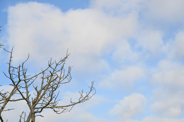 Toter Baum vor blauem Himmel