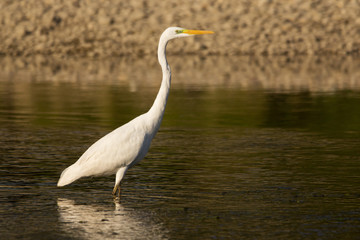 Great egret (Ardea alba) or common egret, large white heron, documentary photo of large waterbird with white plumage, yellow beak and black legs in natural habitat