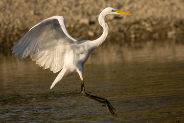 Great egret (Ardea alba) or common egret, large white heron, documentary photo of large waterbird with white plumage, yellow beak and black legs in natural habitat