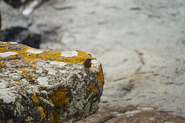 Petit oiseau sur un rocher .